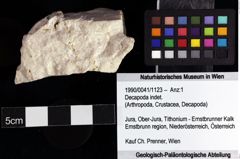 Foto (Objket + Etiketten) von Decapoda indet. 